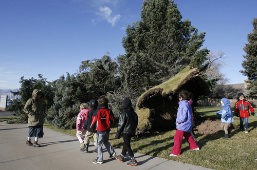 Francisco Kjolseth  |  The Salt Lake Tribune
Kindergartners from the Jewish Community Center take a quick field trip to the front of the JCC on Thursday to check out the large pine knocked over by strong winds.